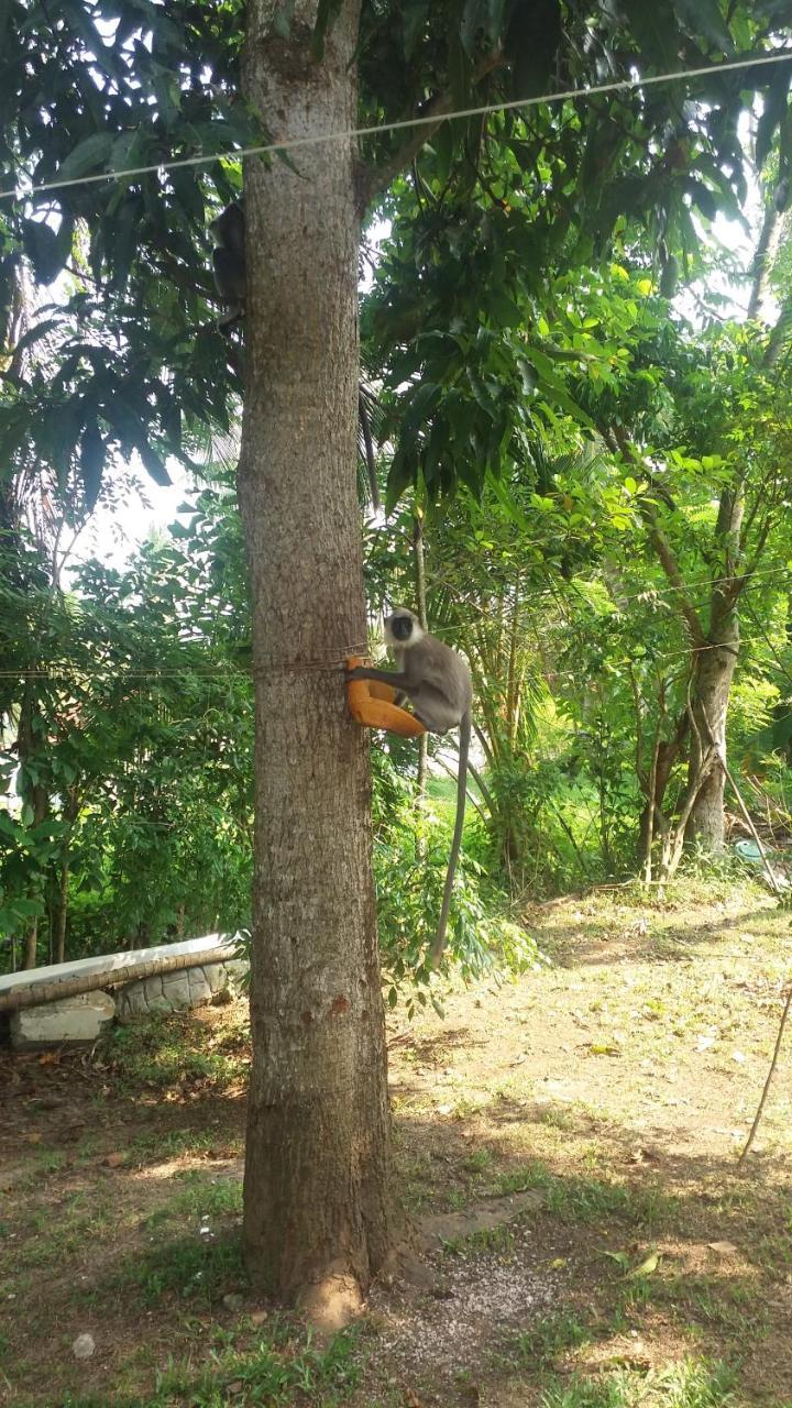 Homefeel Homestay Tangalle Exterior foto